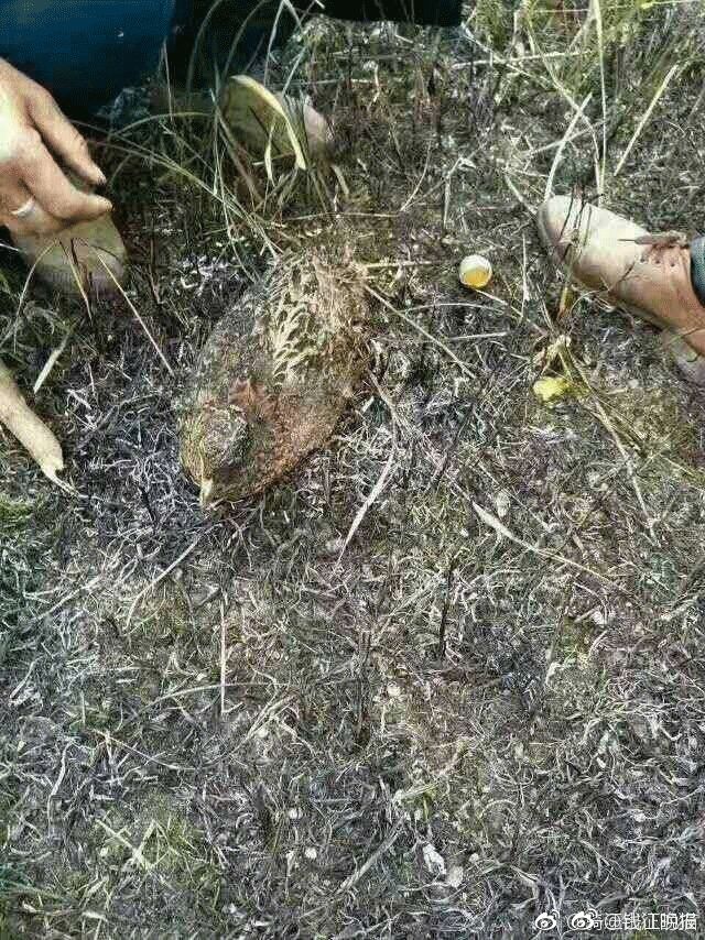 野鸡网视频最新地址,野鸡网视频最新地址，探索与警示
